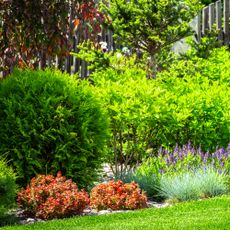 Shrubs in landscaped garden