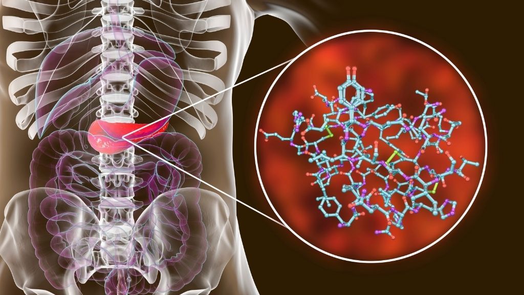 illustration of the pancreas inside the human body, with a diagram of an insulin molecule on the right