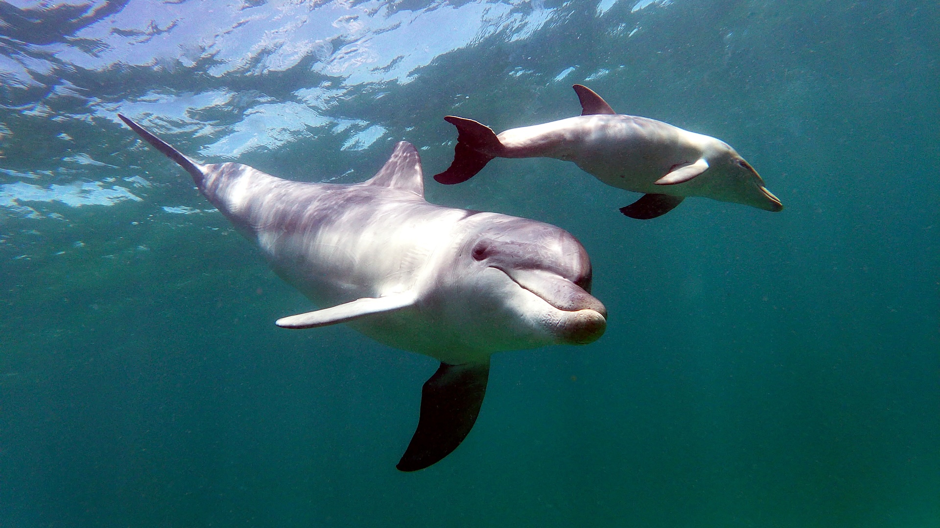 a dolphin with her calf swim underwater