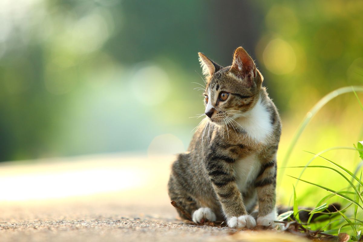 A tabby cat sitting outside.