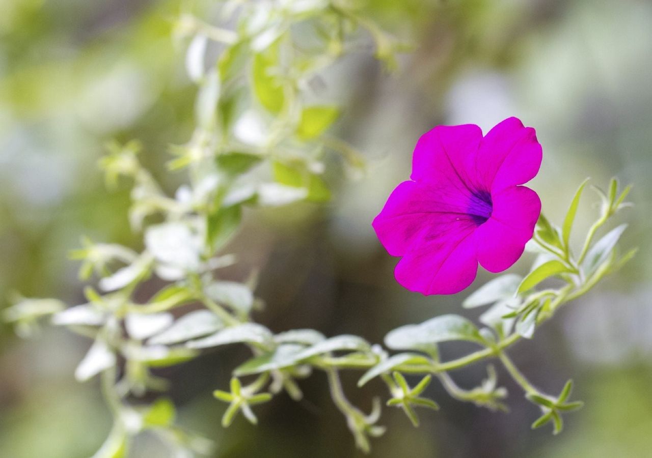 Pink Petunia Flower