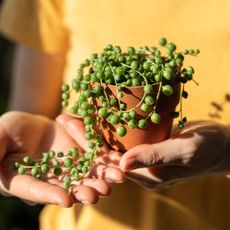 string of pearls plant being held by a new owner