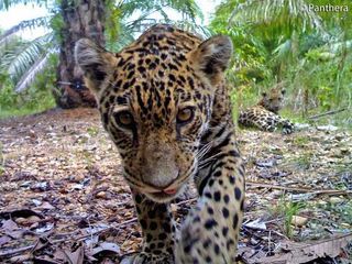 A jaguar cub inspects a camera trap, set up by the cat conservation group Panthera, in a Colombian oil plantation while its sibling looks on.