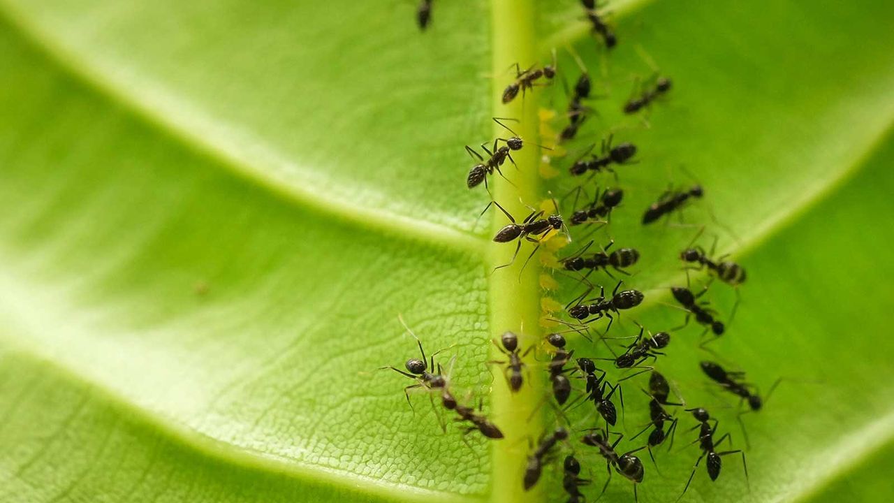 ants on leaf