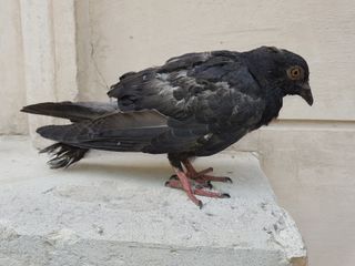 Pigeons in Paris are sometimes missing a toe and now researchers think they know why: human hair.