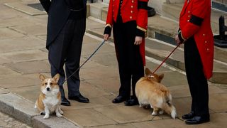 The royal corgis await the cortege ahead of the Committal Service for Queen Elizabeth