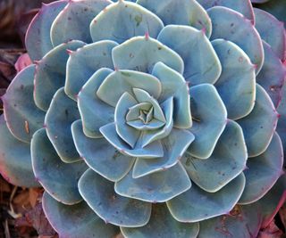 Looking down on a blue and pink echeveria succulent