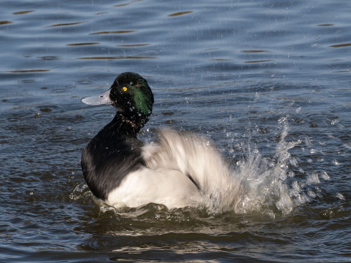 Bird at Slimbridge Wetland Centre on a lake