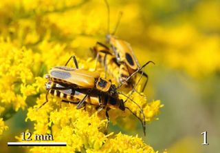 Goldenrod soldier beetle zombie
