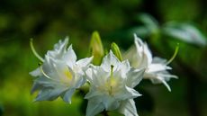 Swamp azalea, or Rhododendron viscosum, with white blooms in summer