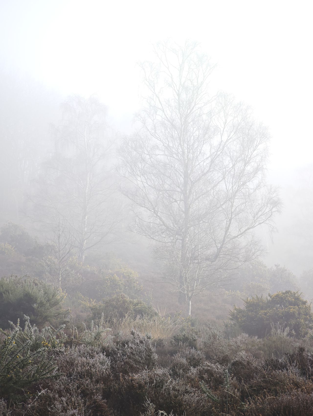 Xiaomi 15 Ultra sample photos; two trees in misty morning