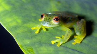 Glass frog