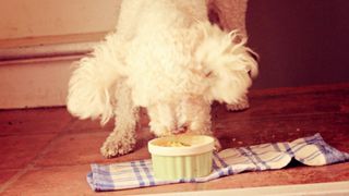 Small white dog eating omelette out of ramekin