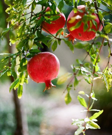 Pomegranates growing on a tree