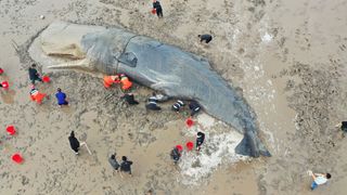 A 65-foot (9 meter) long sperm whale stranded on a mud flat near Ningbo, China, was towed back to sea last week. 