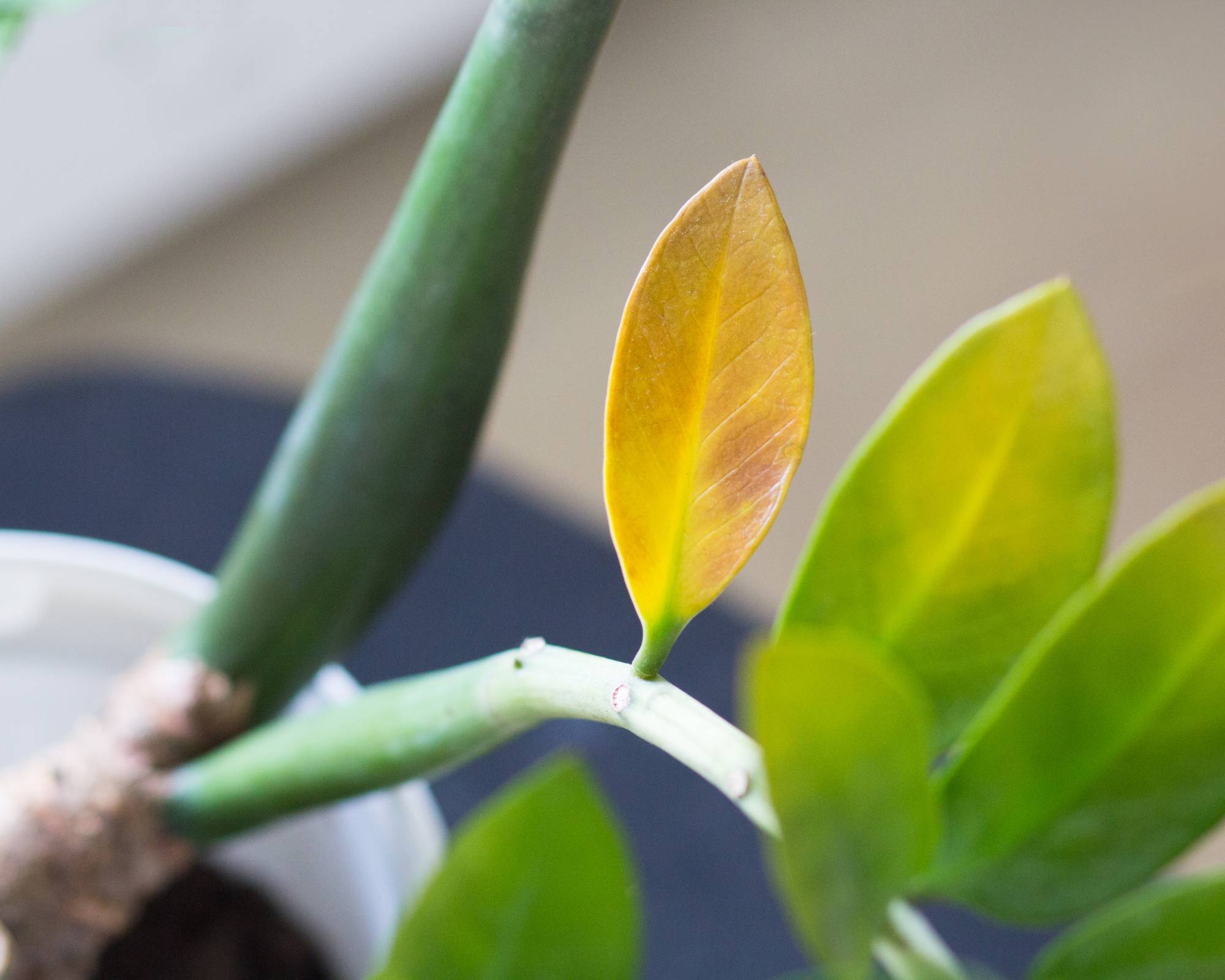 Yellowing leaves on zz plant