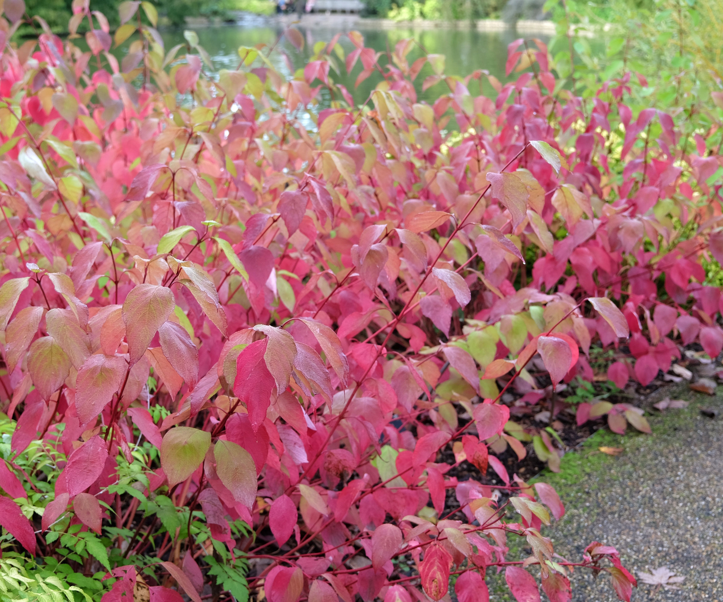 red twig dogwood with red foliage in yard