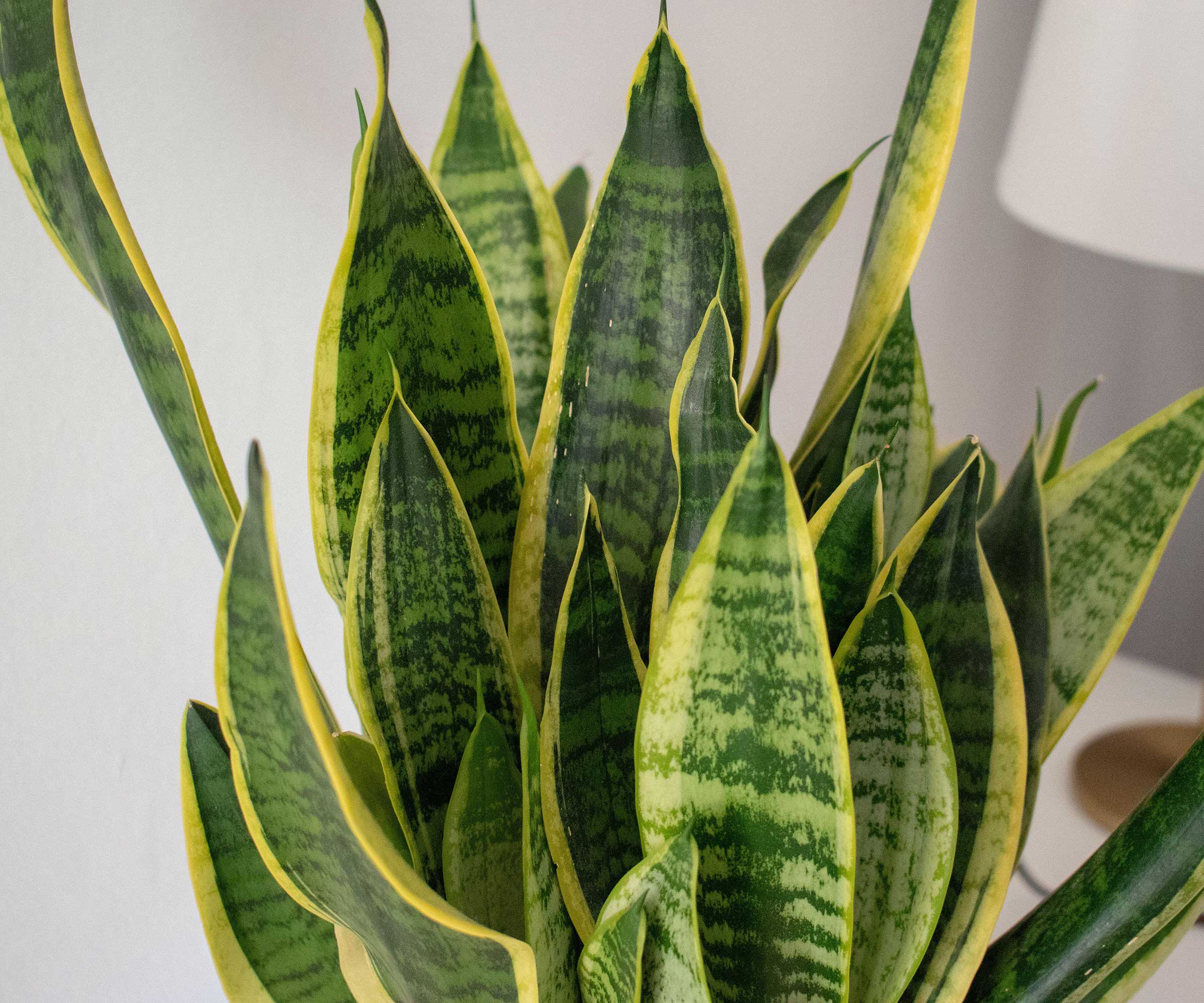 Why is my snake plant dying? Potential reasons and solutions | Homes ...