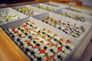 Butterfly specimens, habitat