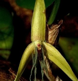 earth, night orchids, night blooming flowers, first night blooming orchid, flowers bloom in the dark, orchids, exotic plants, nocturnal plants, Bulbophyllum nocturnum