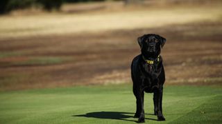 black dog crashes golf cart on course
