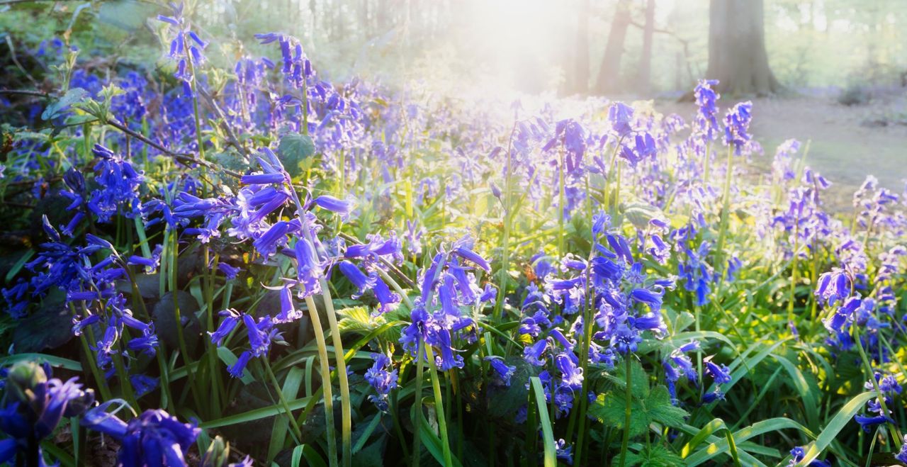 Bluebells in the light of the early morning dawn