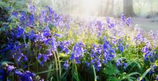 Bluebells in the light of the early morning dawn