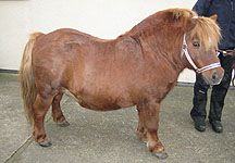 Dale-fat-pony.JPG