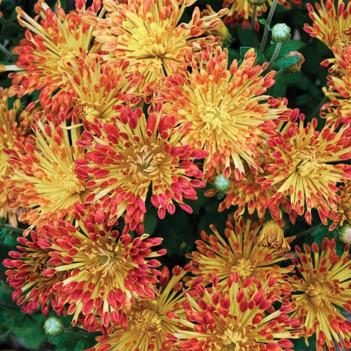 Matchsticks Chrysanthemum Plant