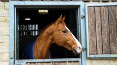 Holly Woodhead&rsquo;s former top horse DHI Lupison (Luke) at home.