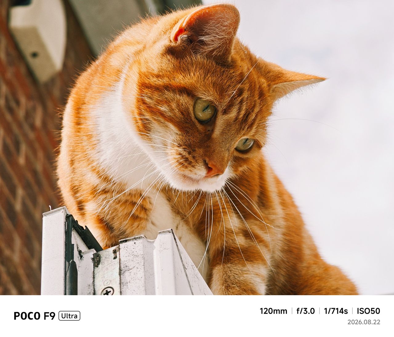 Poco F9 Ultra sample images