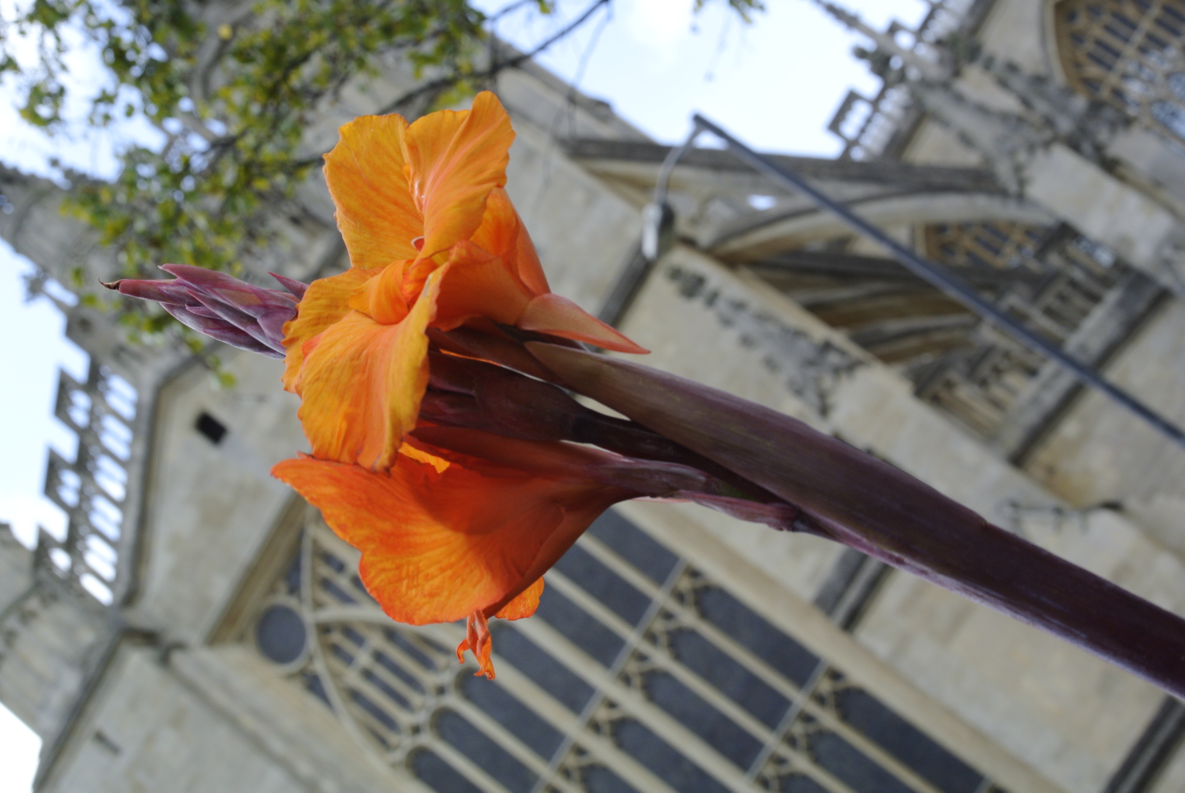 Nikon 1 v1 review