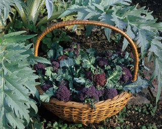 purple sporuting broccoli crop in a wicker basket