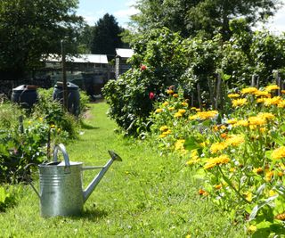 watering can in sunny allotment with flowers