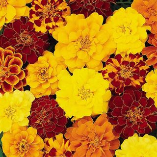 A collection of marigolds sitting amongst each other in yellow, red, orange, and red and orange mixes