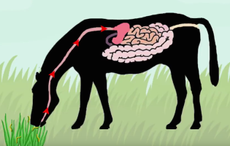 Redworm.png