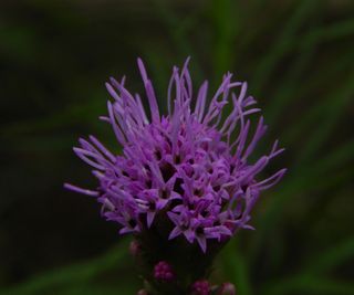 Pinky purple spiky flower head