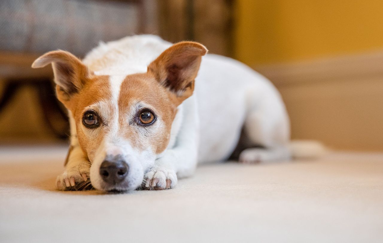 Pici - winner of Britain&#039;s Naughtiest Dog 2019