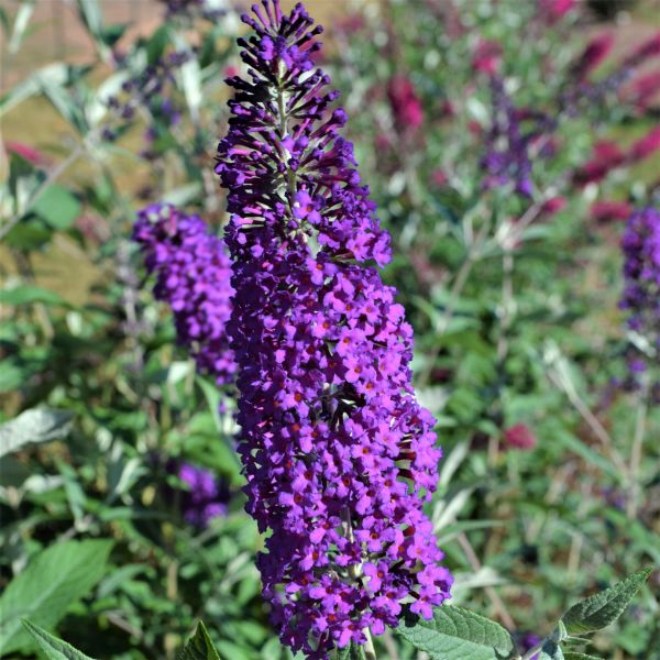 Psychedelic Sky&amp;trade; Butterfly Bush