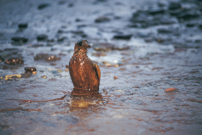 An oil covered bird on an oil covered shore after the BP catastrophe in 2010.