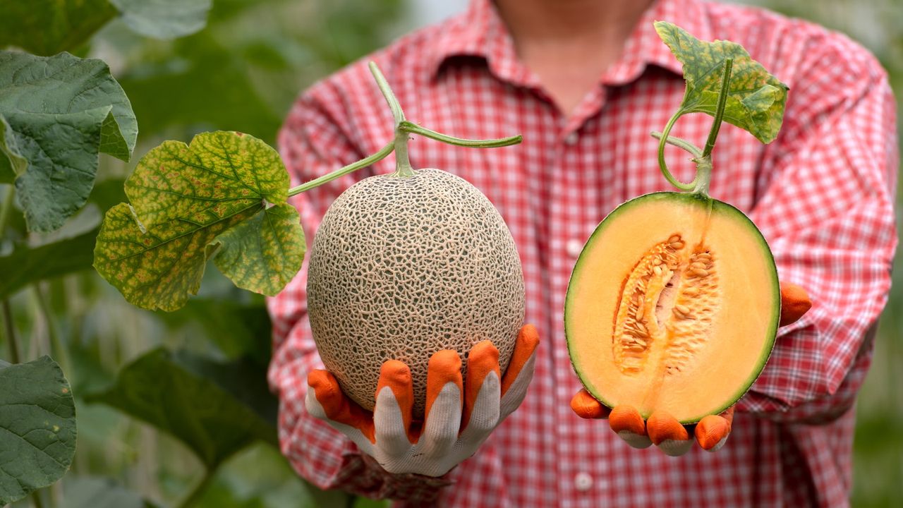 A farmer holding a whole and split ripe cantaloupe