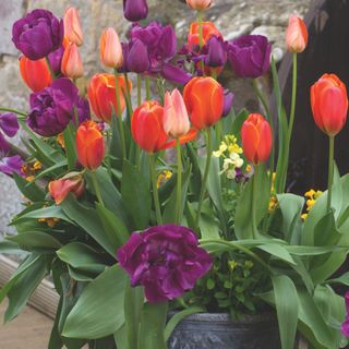 Purple, red and pink tulip flowers in pot in garden