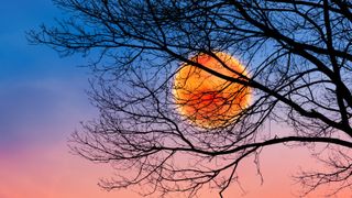 Super Blood Flower Moon: Bright image with orange full moon behind a black silhouette of a bare tree in autumn season. Blue, pink red orange sky with soft clouds texture.