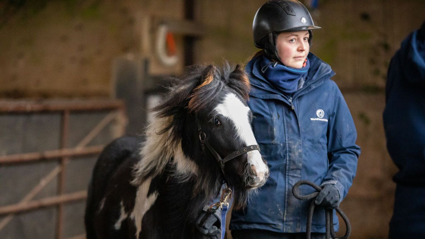 Olaf_5_World Horse Welfare