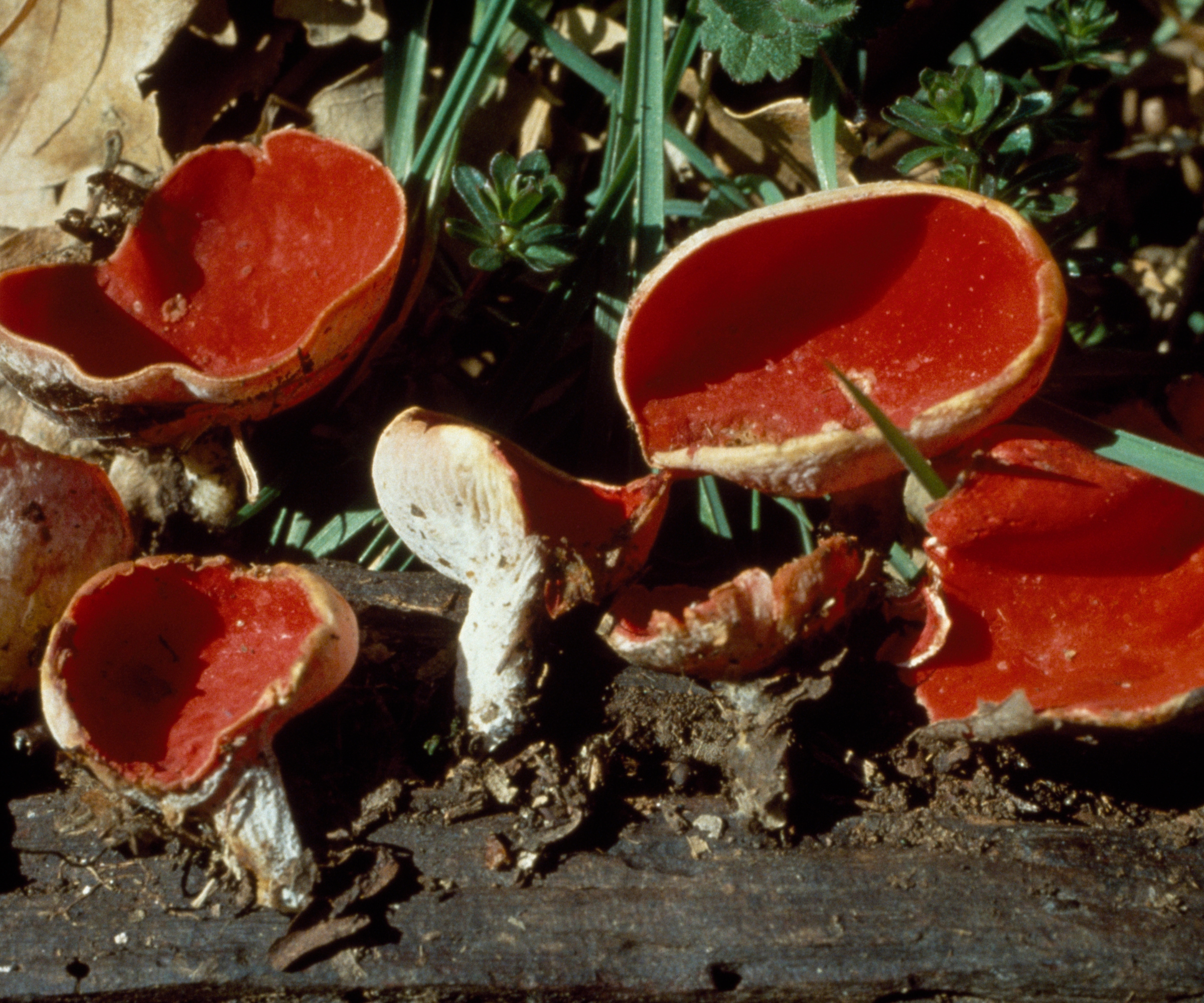 Scarlet elf cup or Scarlet cup (Sarcoscypha coccinea), Sarcoscyphaceae.