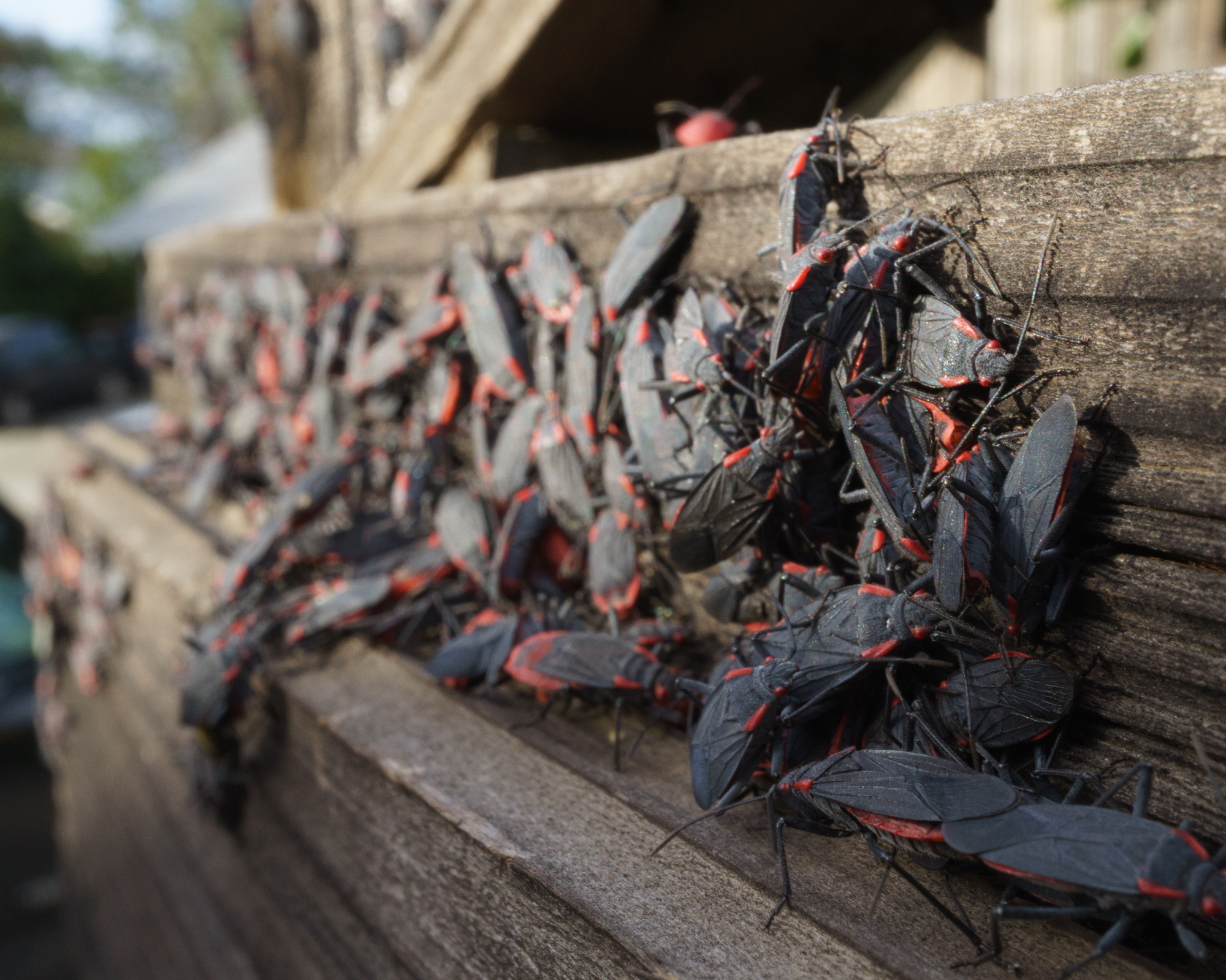 Boxelder bugs congregate on wood