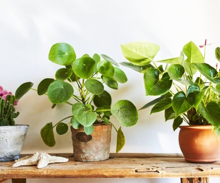 Chinese money plant