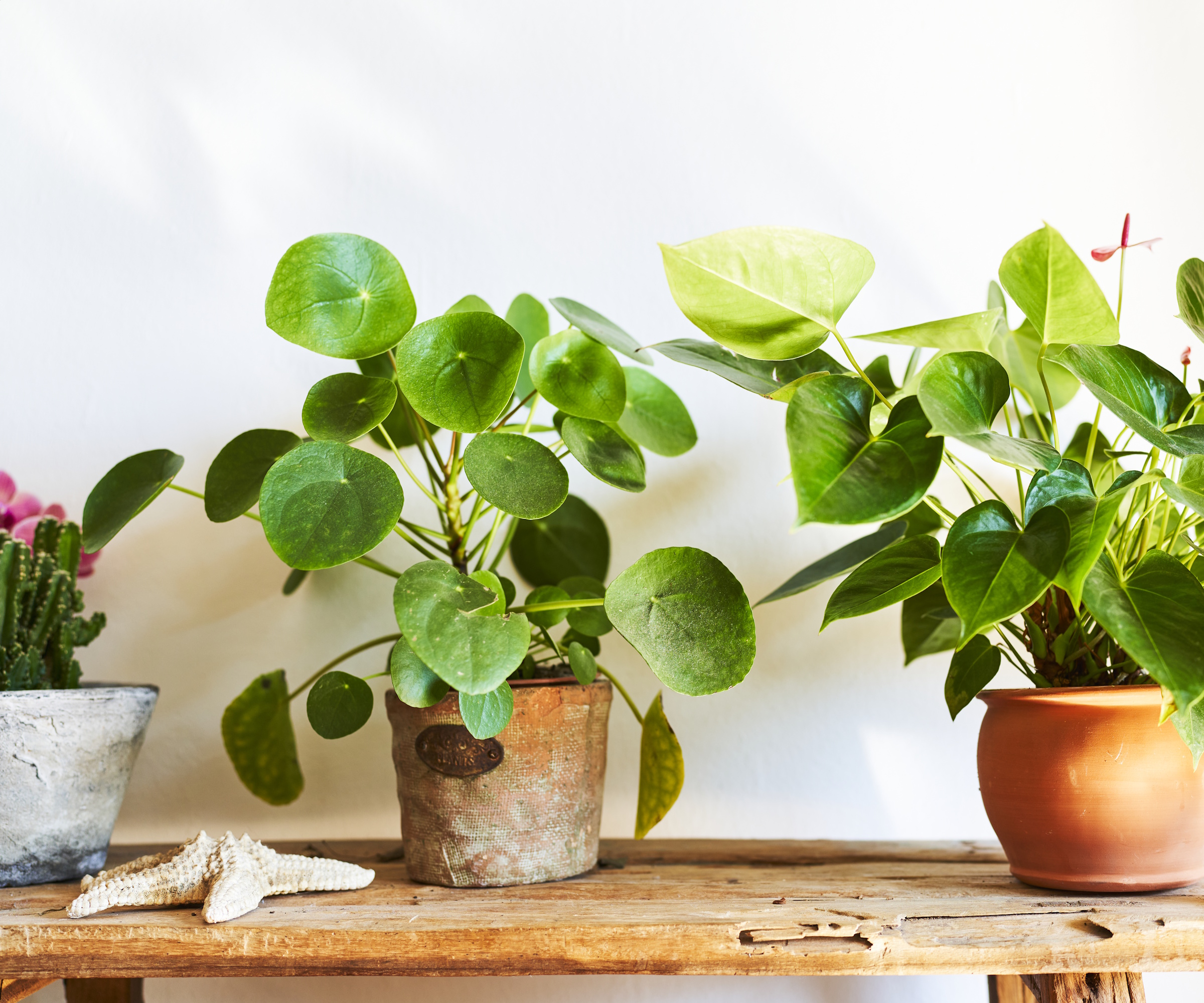 Chinese money plant