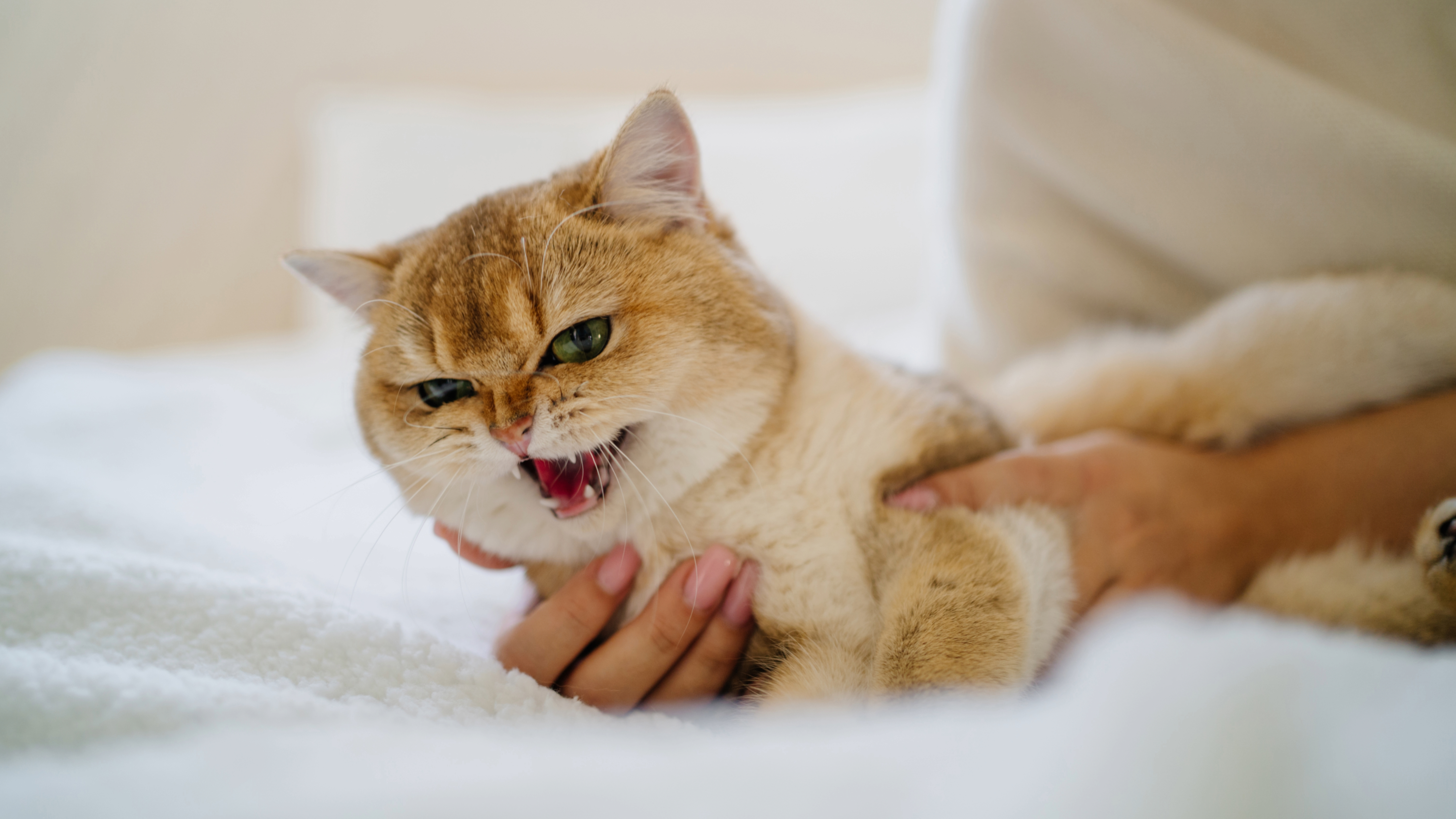 Cat growling