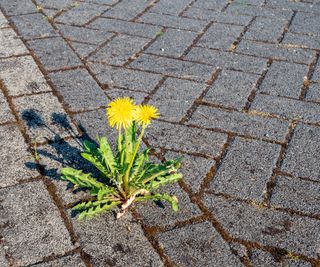 Dandelion weeds growing through block paving patio